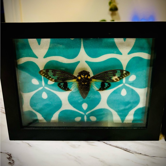 Blue Cicada Set - Picture 3 of 4